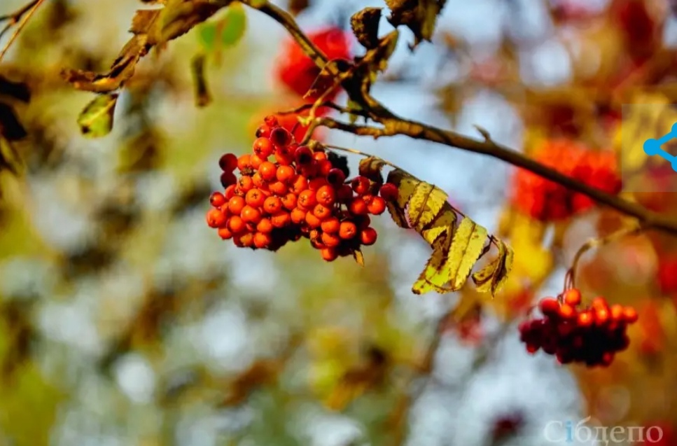 Кузбасс ждут мороз, снегопады и резкое потепление