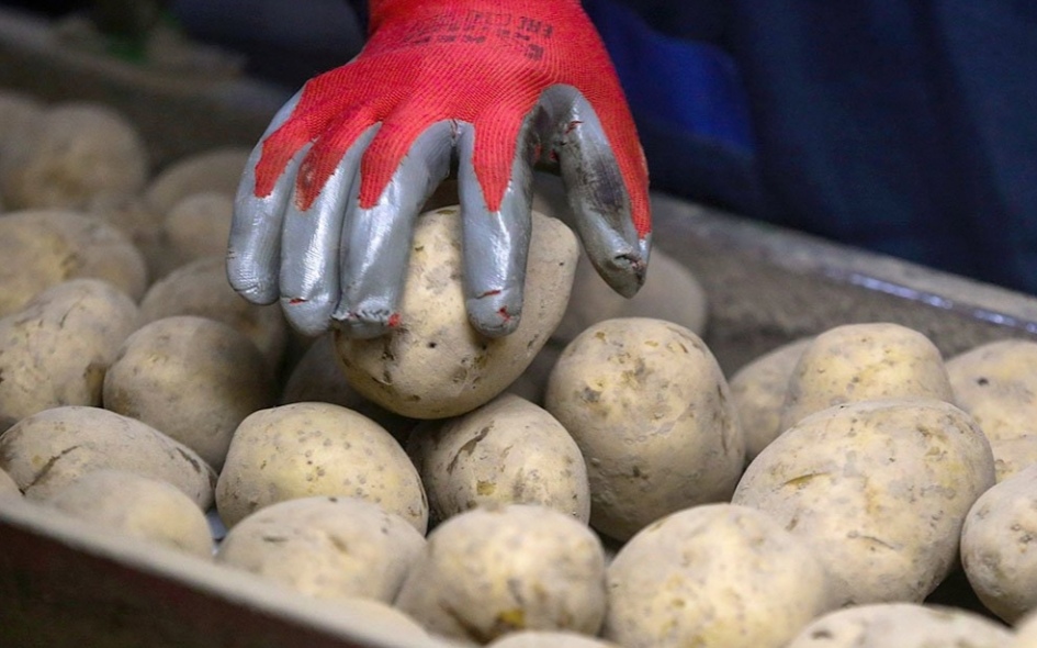 В Минсельхозе оценили риски дефицита картофеля