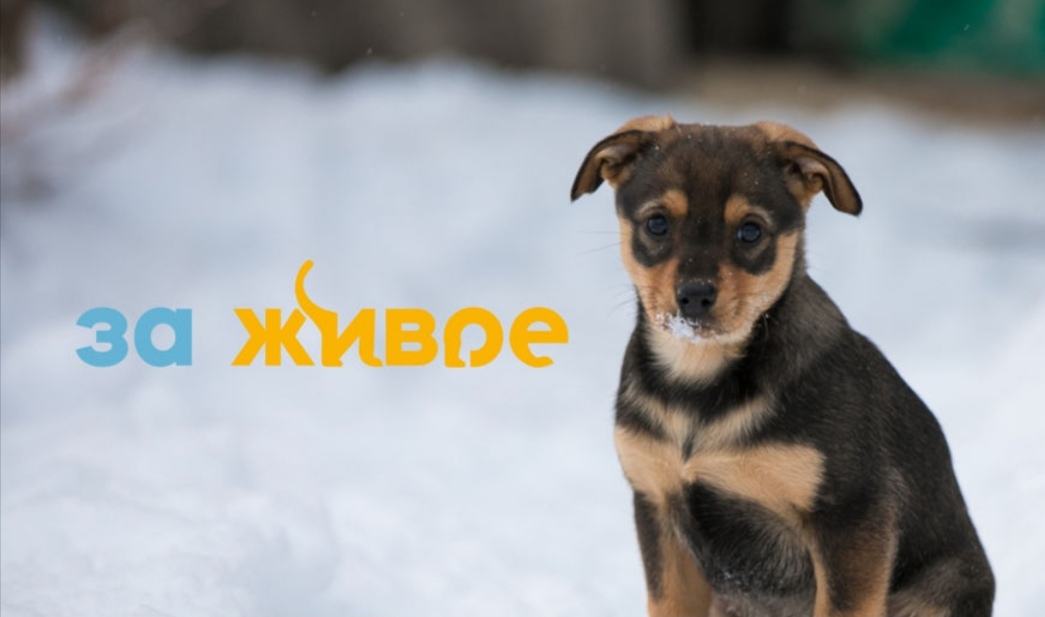 В Новокузнецке при поддержке СГК проходит марафон помощи бездомным животным