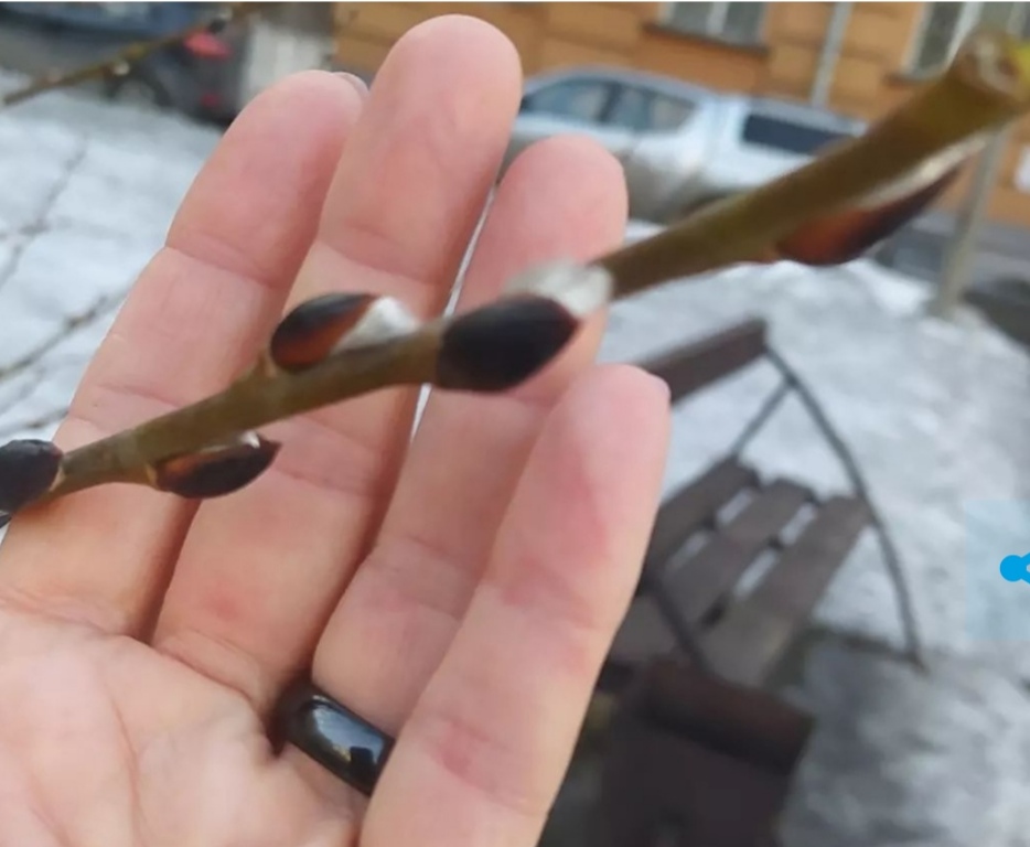 Весна близко: в Новокузнецке распустилась верба