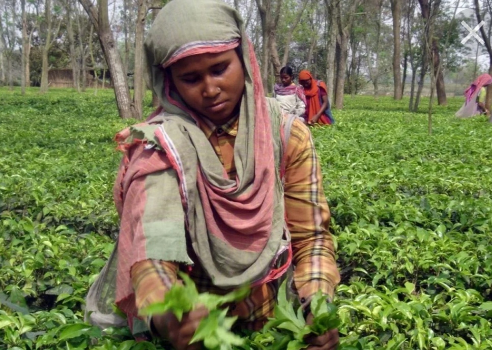 Индия возобновила экспорт чая и продовольствия в Россию