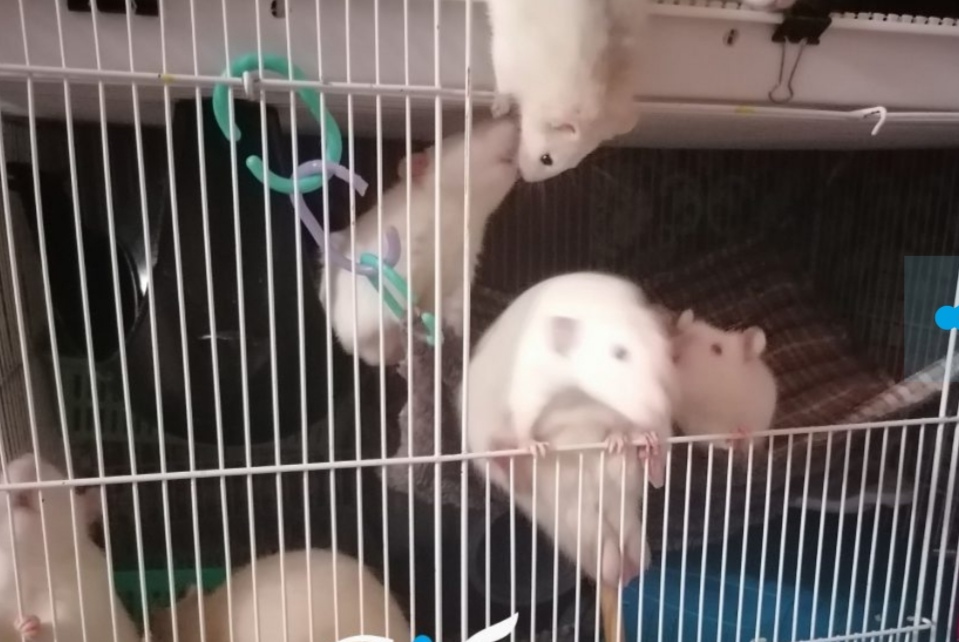 23 крысы научились жить в мире с кошками: в Новокузнецке работает уникальный приют