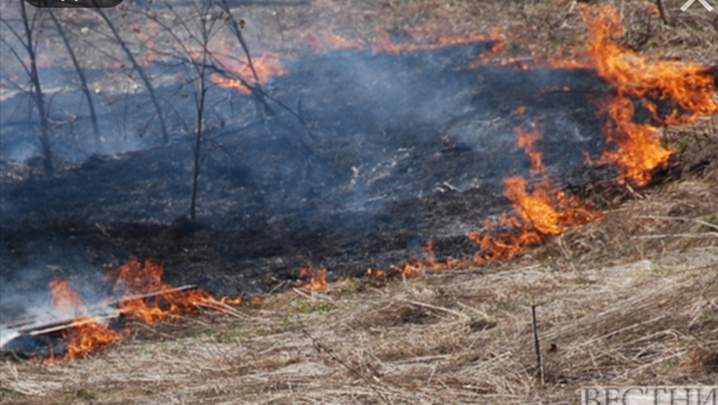 МЧС России предложило запретить в России жечь сухую траву