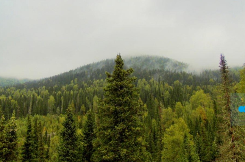 В лесах Кузбасса стали пропадать люди