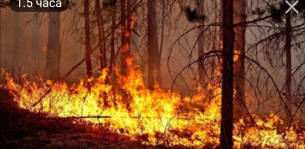 Госдума приняла закон о штрафах для поджигателей леса