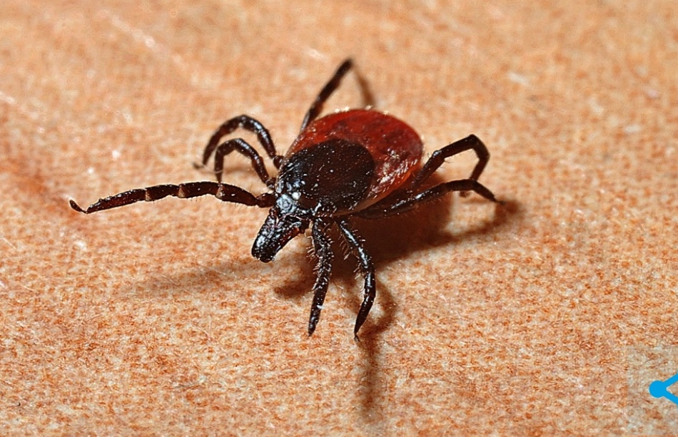 В Новокузнецке заражённый клещ укусил ребёнка: врачи две недели не говорили результаты анализов