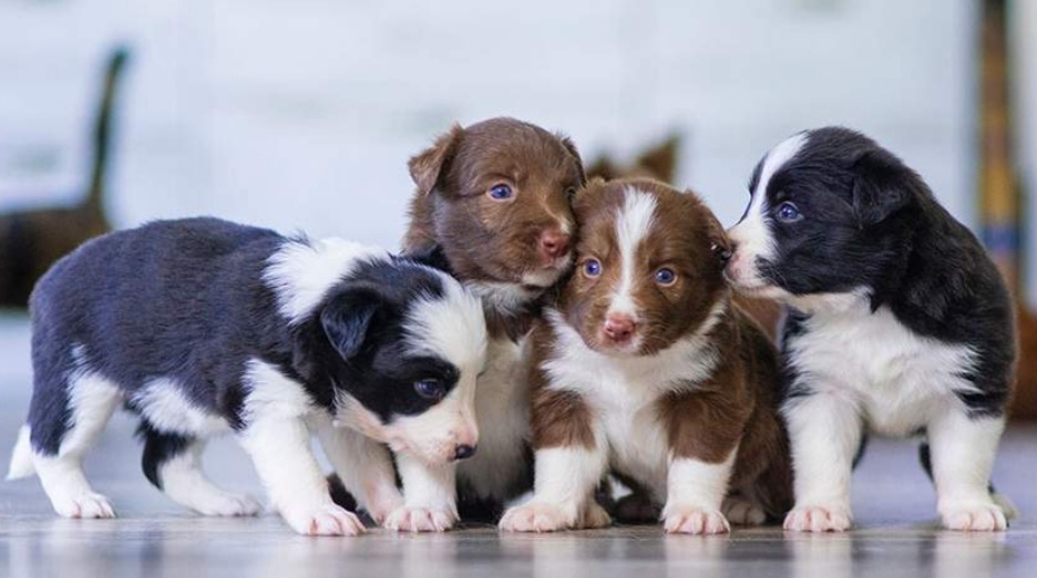 Кинологи рассказали о необходимости договора при покупке щенка