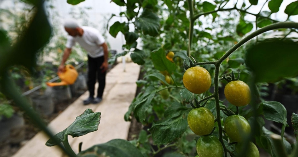 Дачный момент: овощи с огородов могут появиться на полках супермаркетов