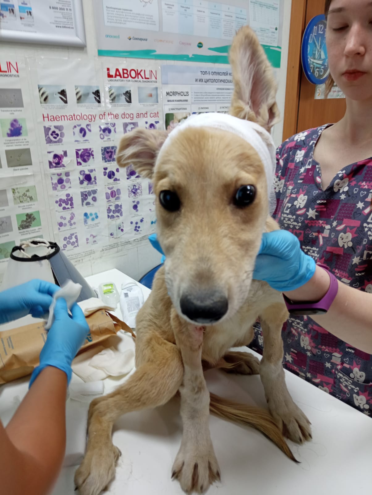 Мухтару очень нужна человеческая любовь – иначе он погибнет!