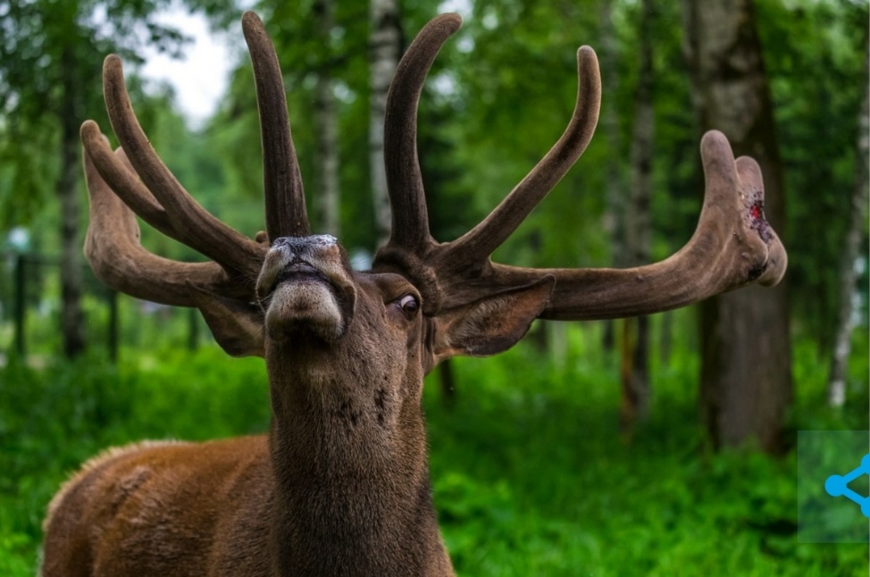 В «Кузнецком Алатау» протяжно запели маралы