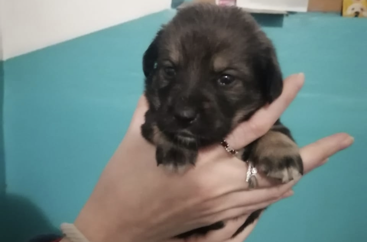 Двум щенкам на запсибе необходим дом