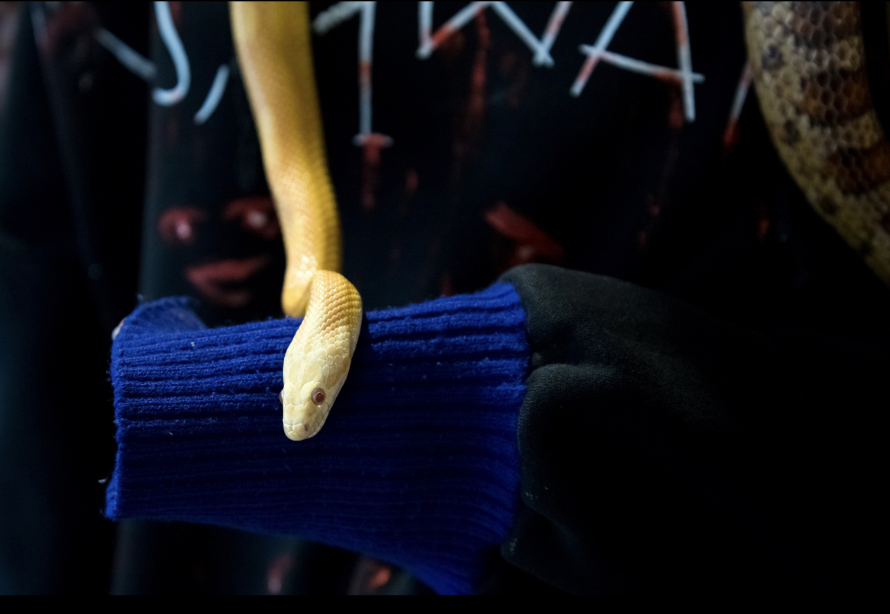 Ванечка, Лимончик и Змея, слоны, слоники и слонишки, Изумрудный Будда и виолончелисты: «Ночь в музее» будет жаркой!