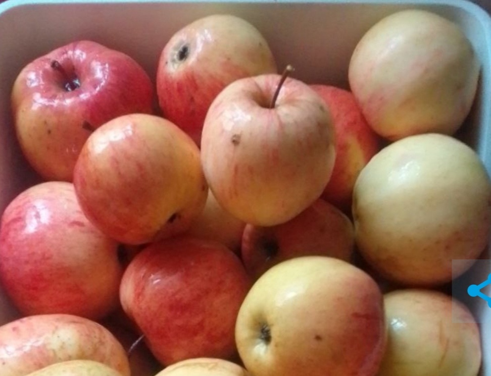 Невероятный ноябрь: в Кузбассе жители до сих пор собирают урожай в огороде