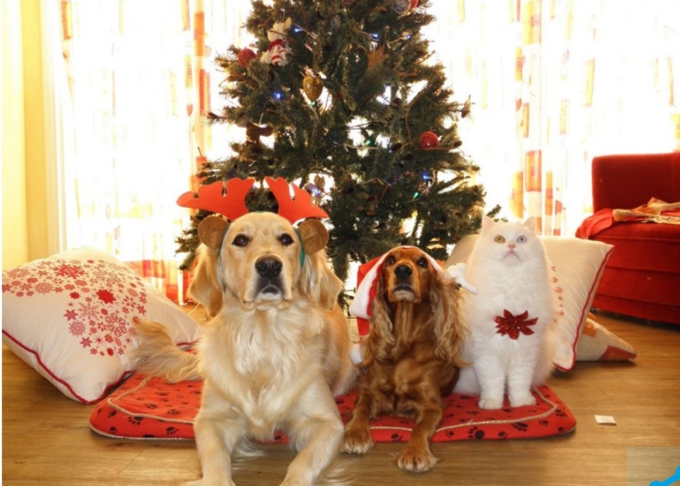 Дед Мороз приедет в Кузбасс из Великого Устюга уже в ноябре