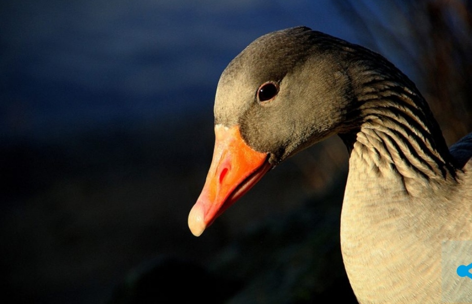 Дикий одноглазый гусь поселился в кузбасском заповеднике