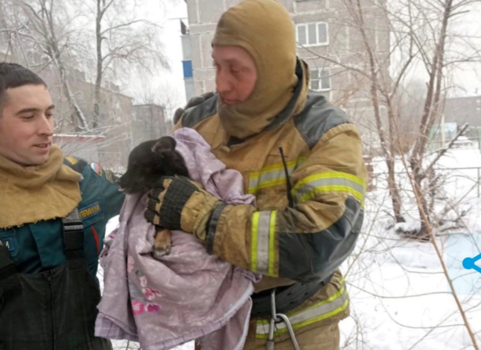 Супергерои Кузбасса: собачку, застрявшую в ловушке, смогли вызволить без увечий