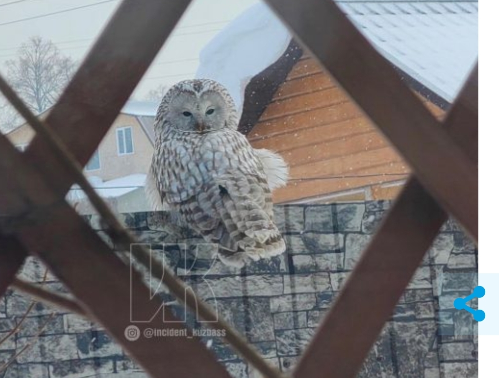 “Почтальоны из Хогвартса” стали прилетать к жителям Кузбасса