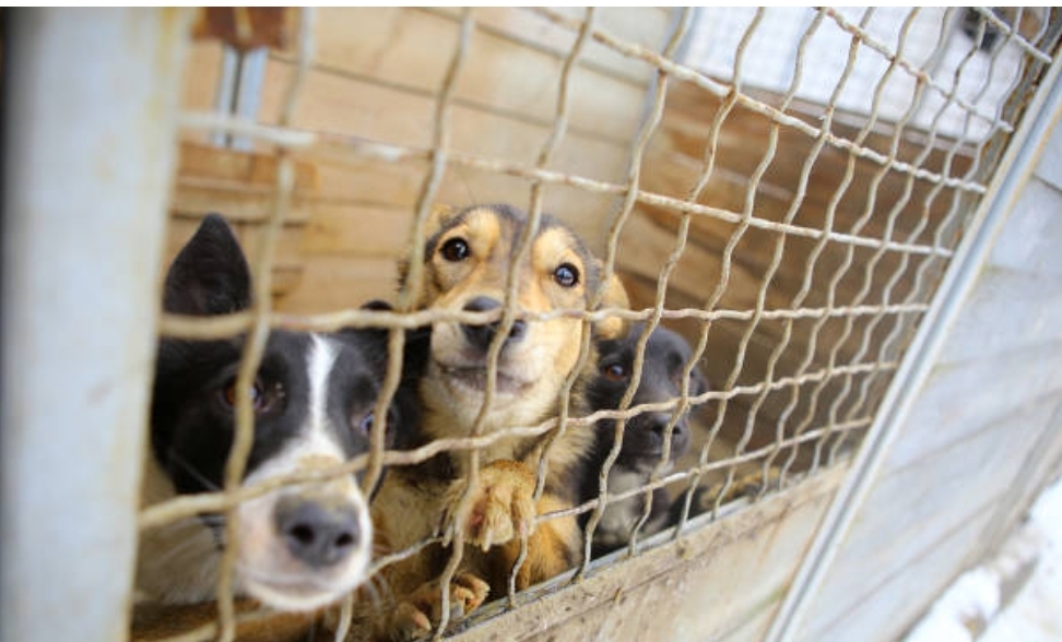 В КУЗБАССЕ СОЗДАЛИ ИНТЕРАКТИВНУЮ КАРТУ БЕЗДОМНЫХ ЖИВОТНЫХ