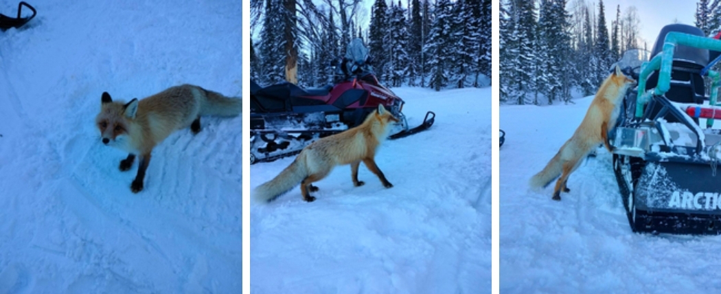 "Чуть ли в зубы не целуются": голодная лиса пришла к туристам в Шерегеше