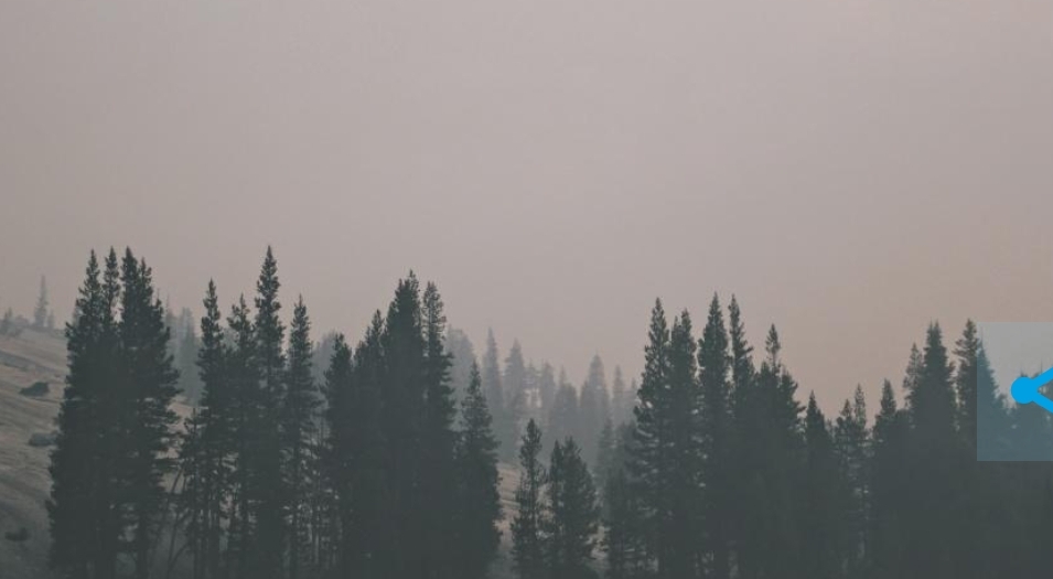 Колоссальные деньги выделят для борьбы с лесными пожарами в