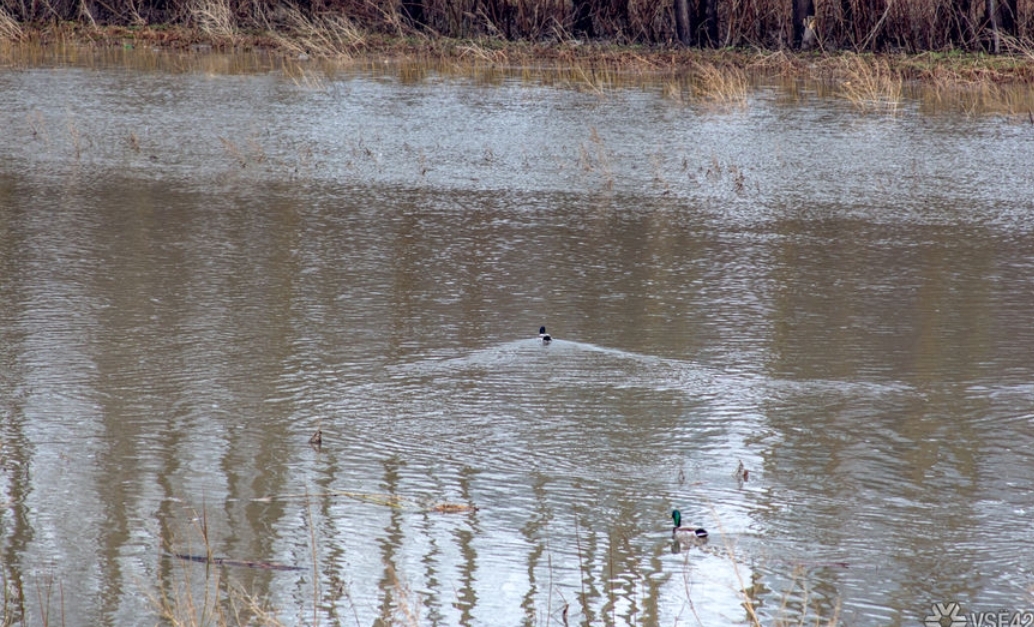 Китайцы завладели в Кузбассе вредоносной золотодобывающей компанией