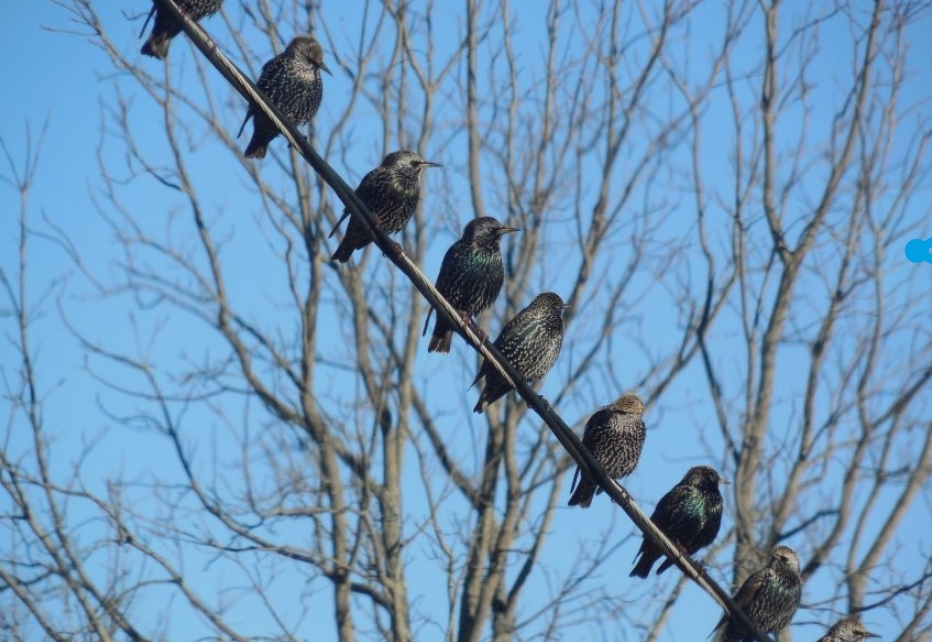 Из-за аномально холодной погоды в апреле птицы не возвращаются в Сибирь