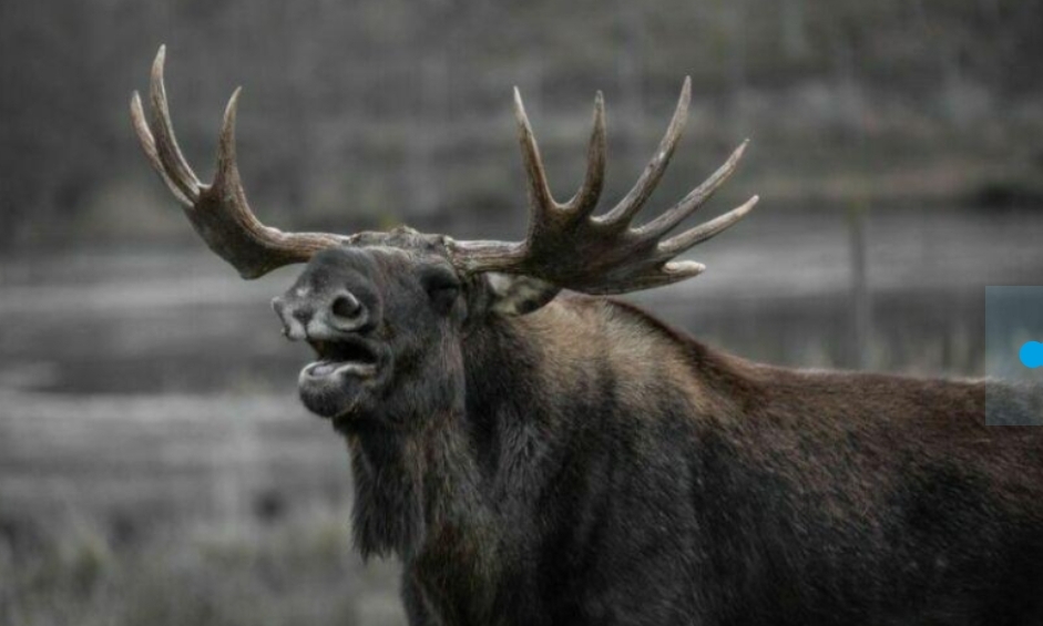 В Кузбассе рассказали, чего нельзя делать с лосем и медведем на трассе
