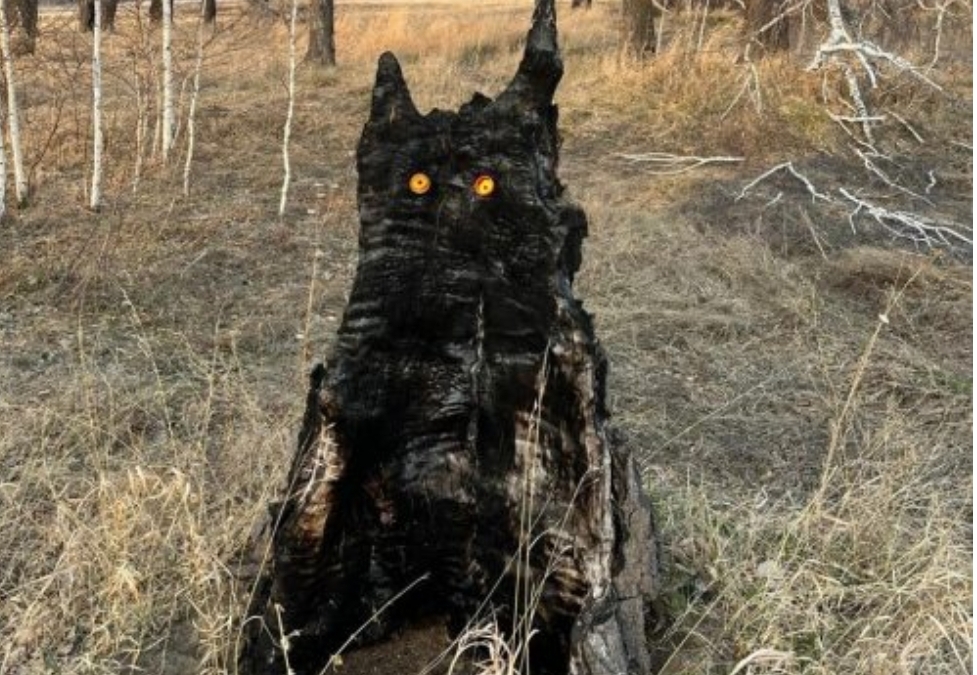 Кузбасских водителей пугают неведомые дорожные твари