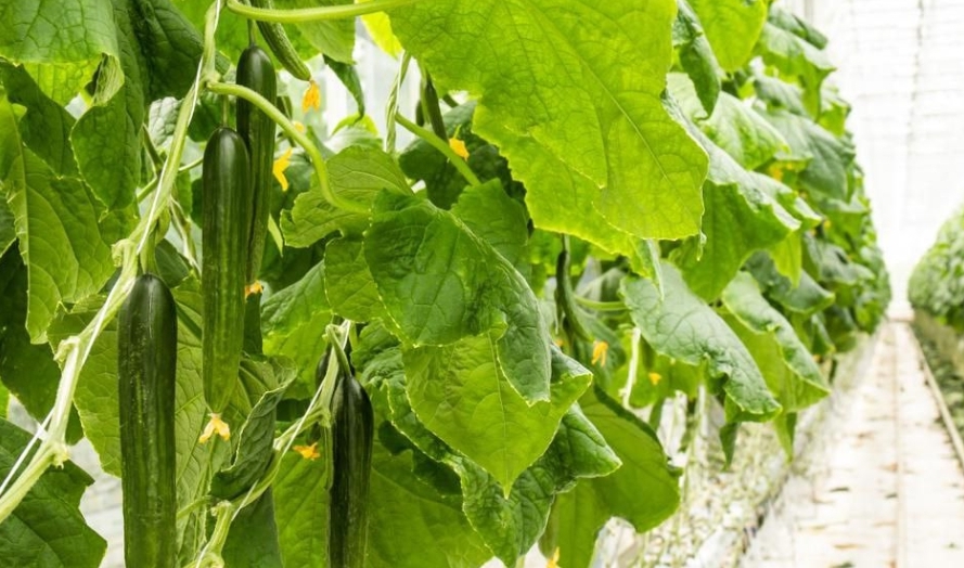 ЗА ДВА ГОДА КУЗБАССКОЕ ПРОИЗВОДСТВО УРОЖАЯ ВЫРОСЛО НА 24%