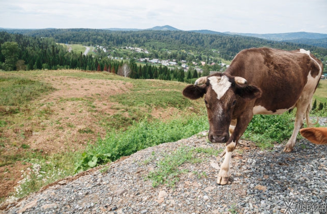 Власти пообещали уже в ближайшее время сделать Шерегеш городом