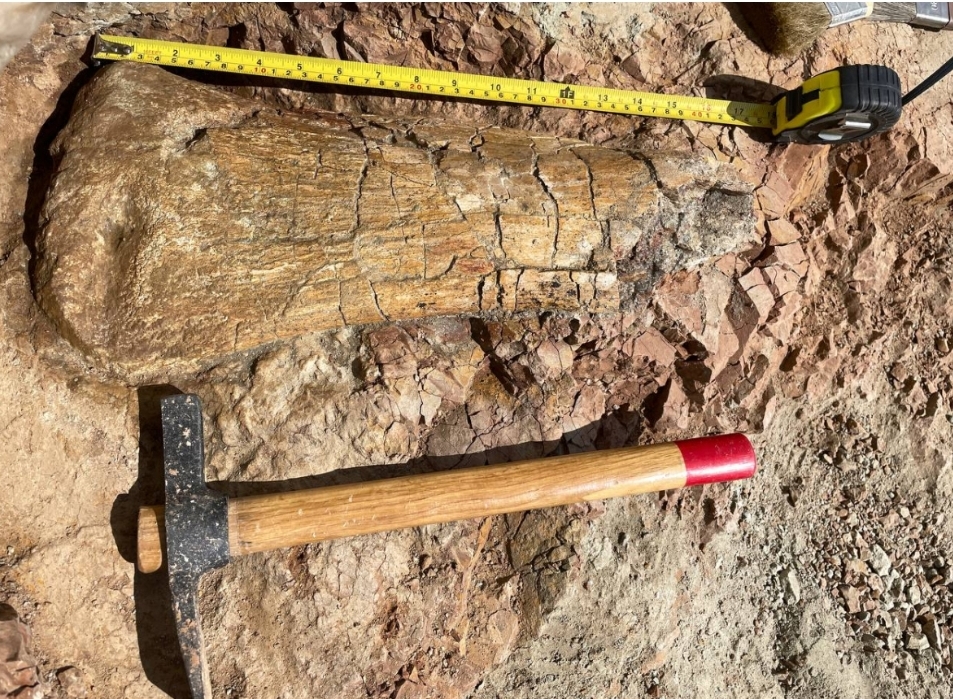 В ШЕСТАКОВО ОБНАРУЖИЛИ ОСТАТКИ ГИГАНТСКОГО ЗАВРОПОДА