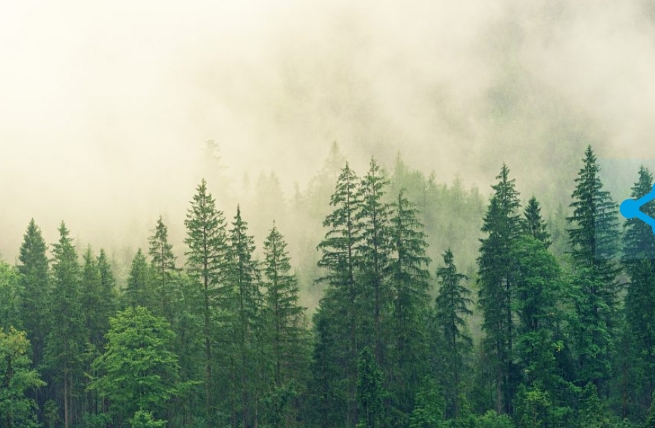 Кузбассовцы заплатили сотни тысяч рублей за пикники в лесу