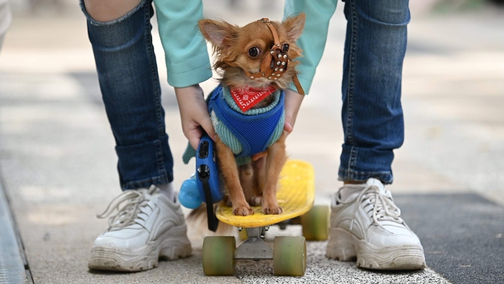 Пан или про пасть: в России введут штрафы за выгул собак без намордника