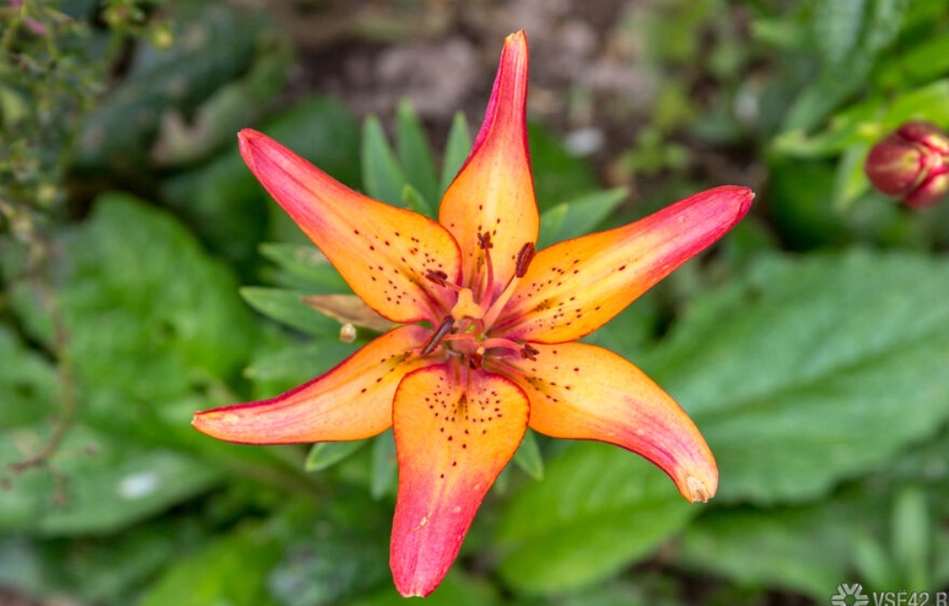 От +9 до +29°C: синоптики рассказали о погоде в Кузбассе на неделе