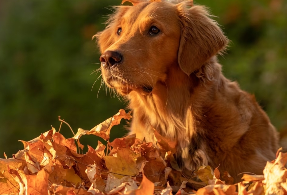 Бабье лето продолжается: в Кузбассе все выходные будет тёплая погода почти без дождей
