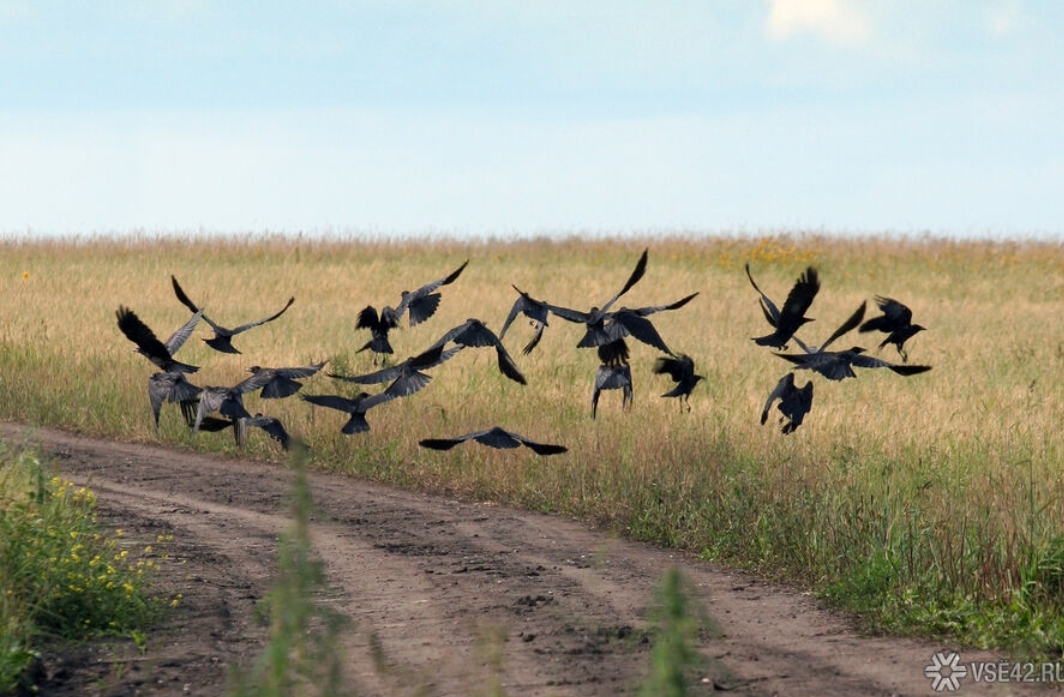 Кузбасские власти отдали угольщикам еще сотни тысяч "квадратов" сельхозземель