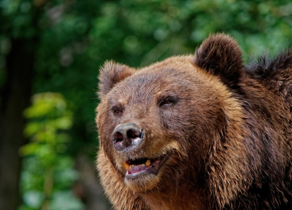 Опасных хищников в Кузбассе стало больше: количество медведей увеличивается год за годом