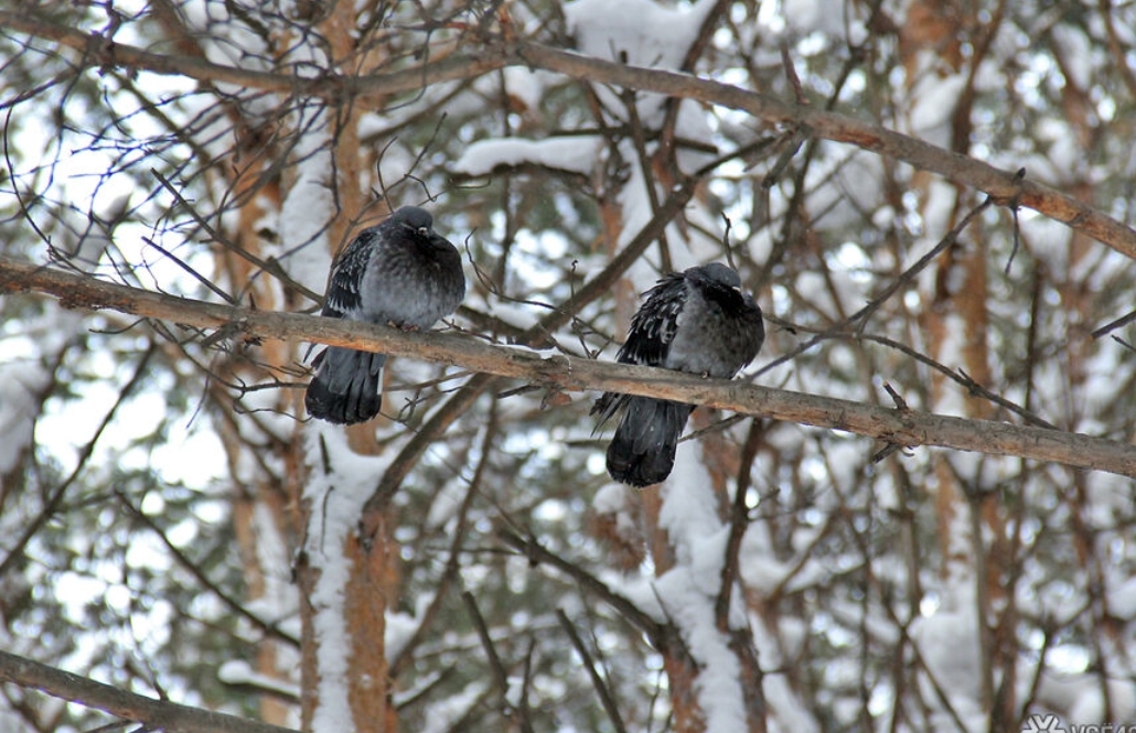 Похолодание ниже –20°C и сильный ветер придут в Кузбасс на выходных