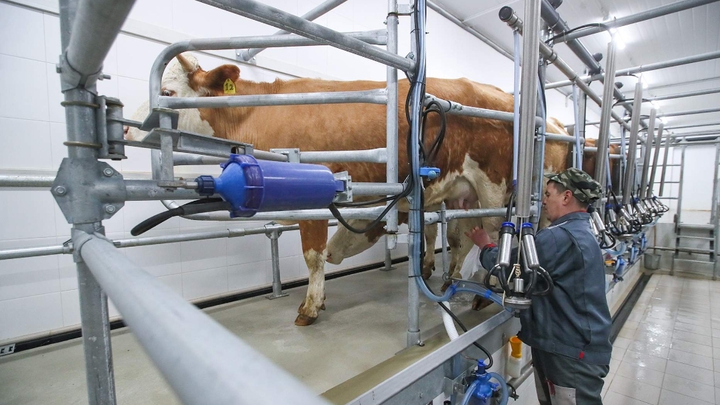 Коровные узы: электронная капсула повысит надои молока на фермах