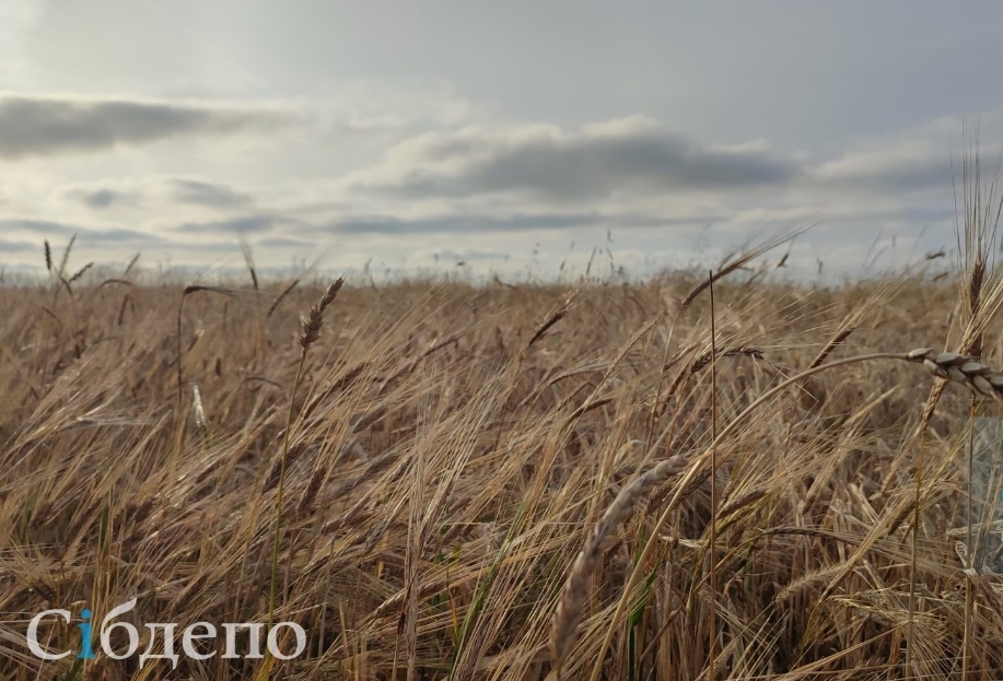 Экспорт зерновой продукции из Кузбасса резко вырос