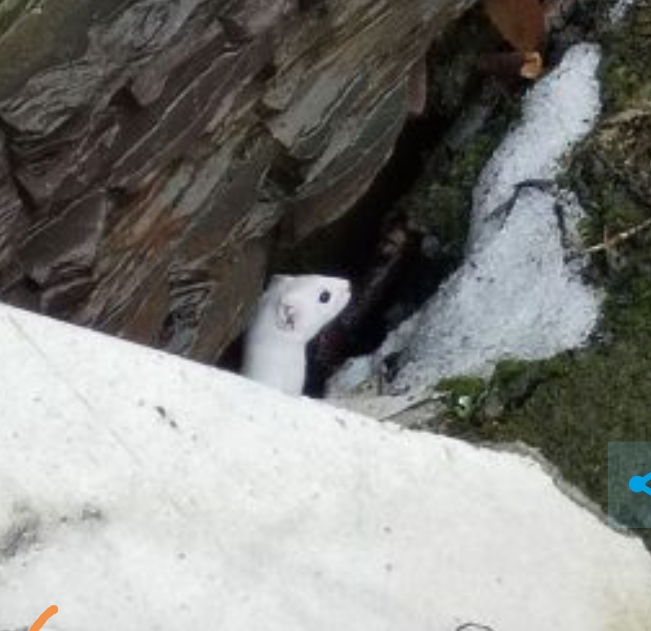 Семья пушистых острозубых созданий обитает в кузбасском городе и умиляет всех