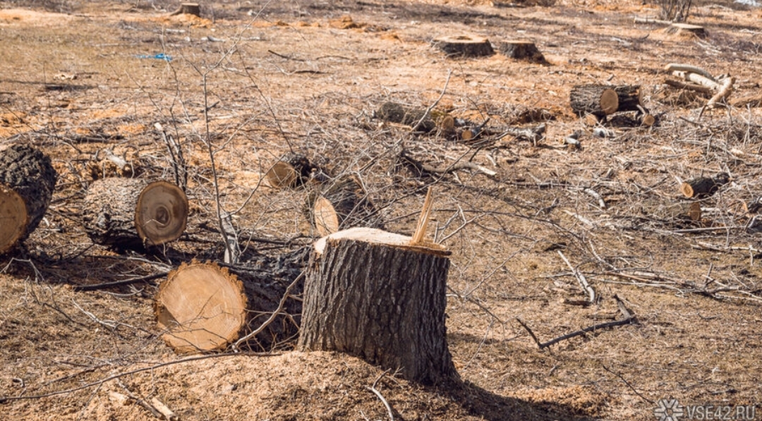 Китай стал еще активнее вывозить из Кузбасса лес