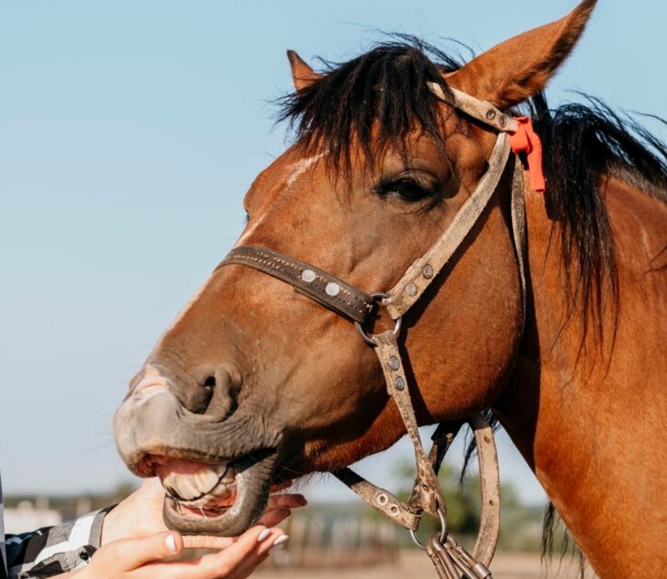 Власти Новокузнецка призывают горожан скормить свои ёлки лошадям
