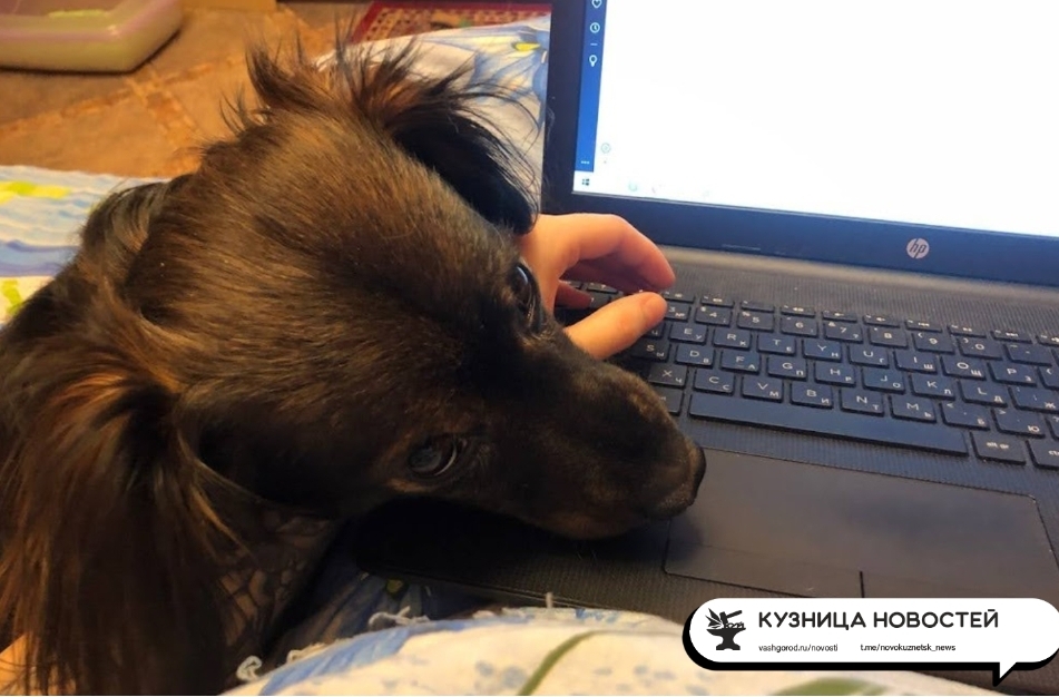 Что кузбассовцы чаще гуглили в 2023 году