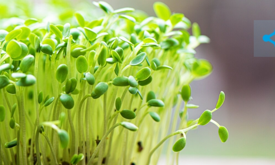 Кузбассовцам рассказали о том, что заставляет плакать всех дачников