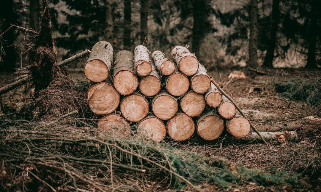 Китай оказался основным импортером леса из Кузбасса в 2023 году