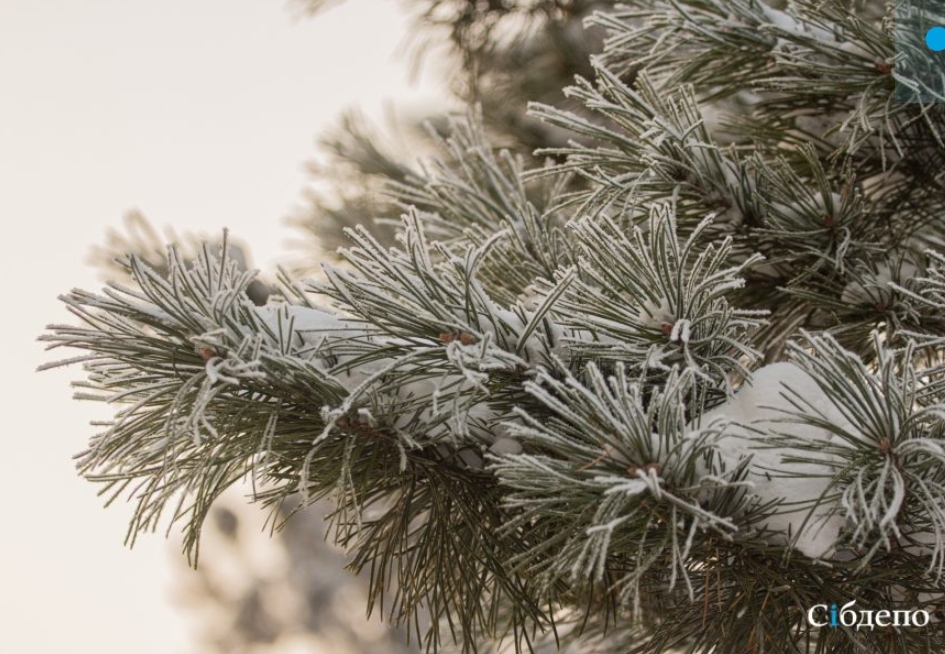 Сезонная красота ликвидирована в кузбасском городе