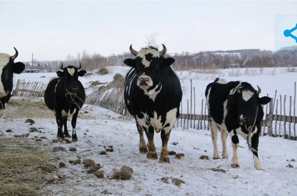 В Кузбассе активно будет развиваться мясное животноводство