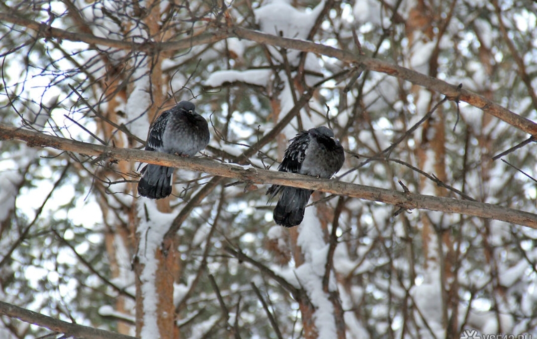 Потепление и снегопады придут в Кузбасс на выходных