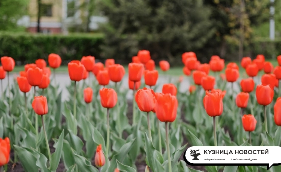 Сколько кузбассовцы тратят денег на поздравления коллег-женщин с 8 Марта